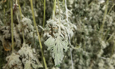 Oregon Growers Must Notify State Before Harvesting Marijuana