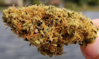 Colorado Cannabis Growers Want Organic-Like Cannabis Classification