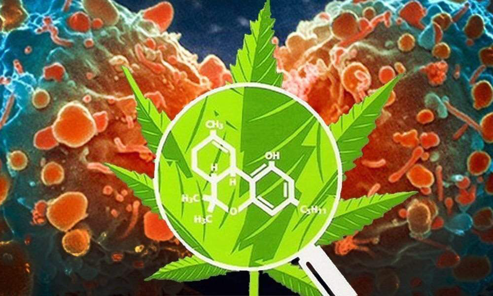Harvard Study Reveals Cannabis Compound's Potential in Cancer Therapy