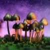 Johns Hopkins Opens Center for Psychedelic Research Funded by Donors