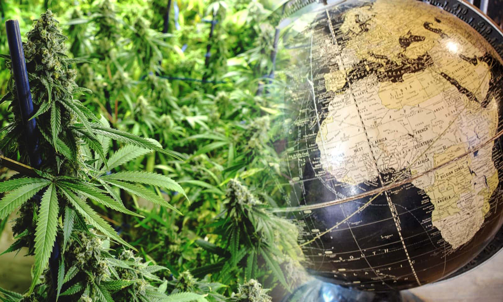 Legal Cannabis in Africa is Estimated to be Worth over $7B by 2023