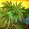 LGBTQ Women Consume More Cannabis Than Straight Women, Study Shows