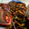 Maine Restaurant Gets Lobsters Baked on Weed Smoke Before Killing