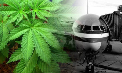 Marijuana Found Growing on DFW Airport Property, Two Arrested