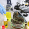 Medical Marijuana Platform Offering Scholarships For Cannabis Research