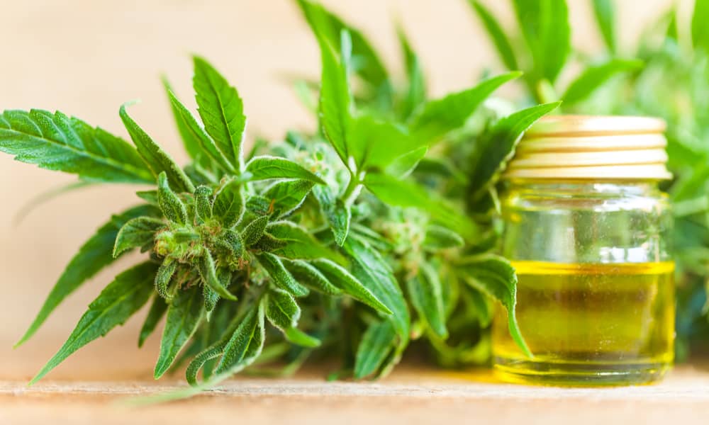 More Americans Reported Using CBD Than THC, Survey Says