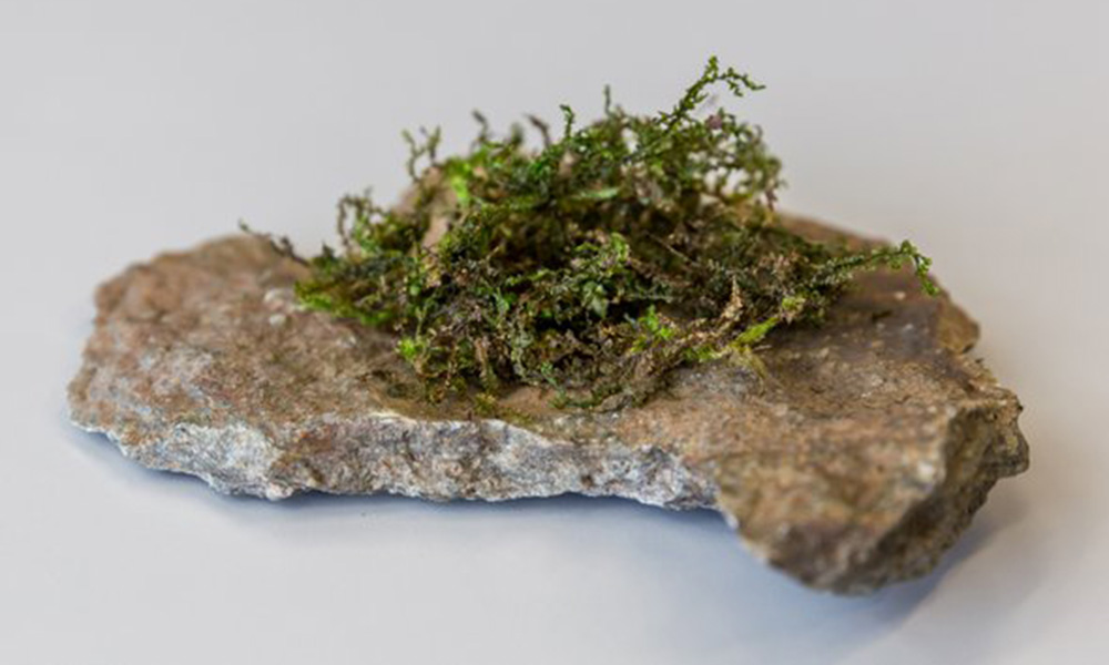 Scientists Say This Moss-Like Plant Mimics THC