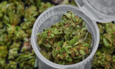 New Michigan Patients Can Buy Medical Marijuana on Day of Approval