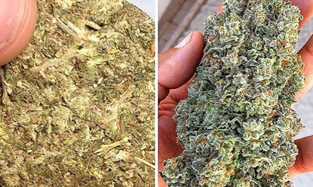 New Study Reveals How Potent Weed Has Gotten Over the Last 10 Years
