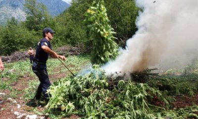 Over $5 Million in Cannabis From Illegal Colorado Grows Destroyed