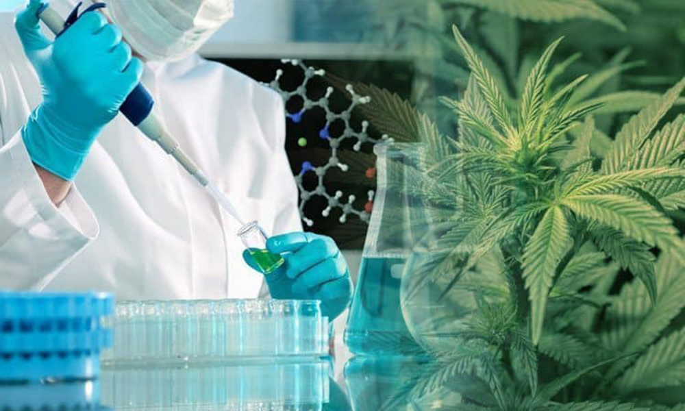 Penn Medicine Added to Medical Schools Researching Medical Marijuana