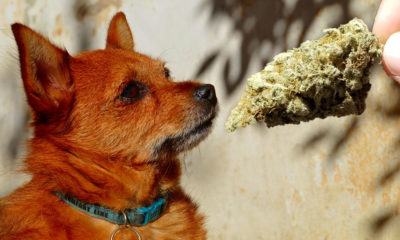 PETA Supports 'Cannabis for Dogs' Bill in California