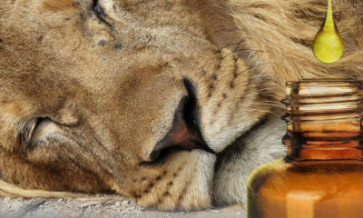 An African Safari Park is Treating Exotic Animals with Cannabis Oil