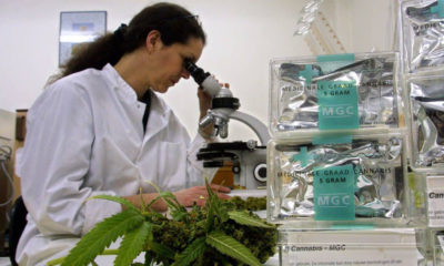Scientists are Making THC and CBD in a lab Without Using Plants