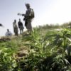 Soldiers in Recreational Marijuana States Test Positive for THC More