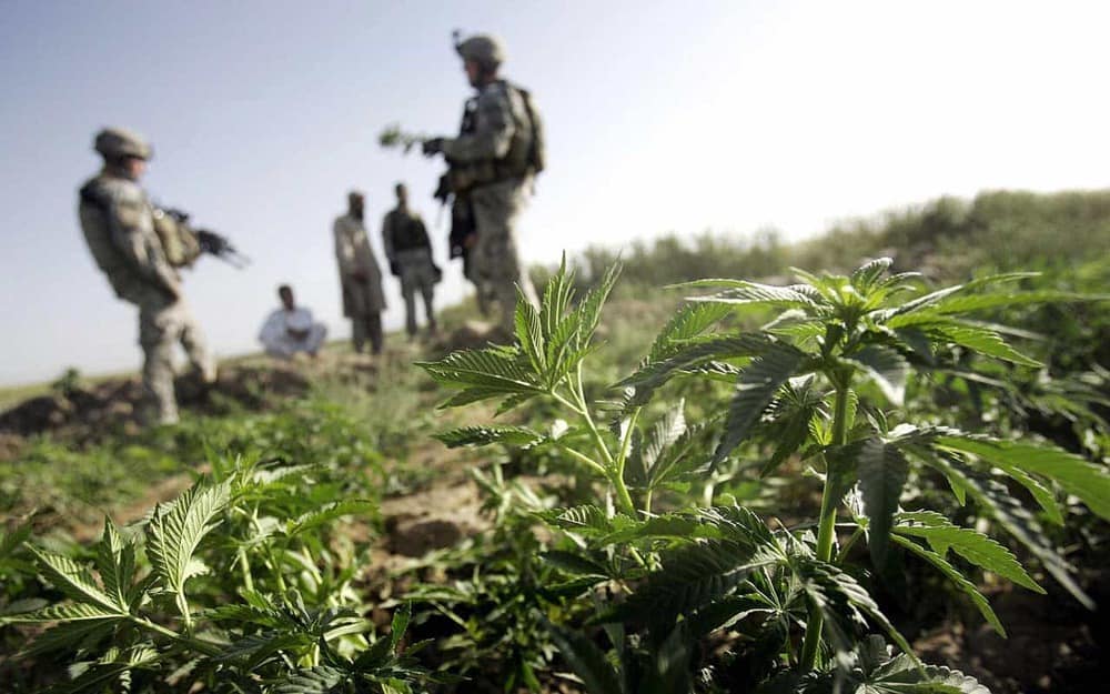 Soldiers in Recreational Marijuana States Test Positive for THC More