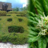SUNY School is the First to Introduce a Cannabis Cultivation Program