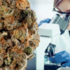 Testing Lab Backlogs Keep Cannabis Products From Reaching Market