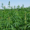 Texas Governor Signs Bill to Permit Farmers to Grow Hemp Statewide