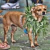 The Future Of Cannabis For Pets
