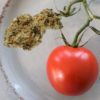 Tomato Growing Facility Turns Into Massive Cannabis Grow Operation