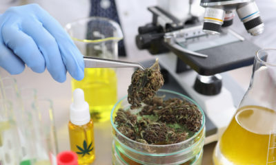 University Of Rhode Island Aims To Offer Online Course On Cannabis