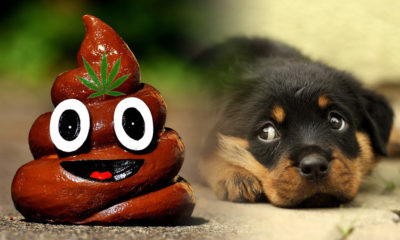 Vet Claims Dogs Are Getting High Off Human Feces Containing THC