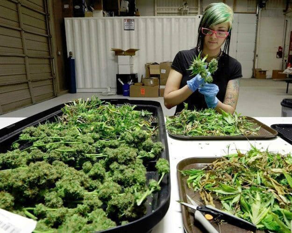 11 Ways to Work in the Cannabis Industry