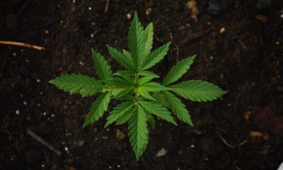 Why Cannabis Patents Matter